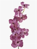 Vanda spray fucsia|purple  burobloemen