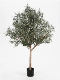Olea naturel tree topiary stam  burobloemen