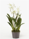 Foto van Oncidium wit|groen via burobloemen