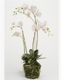 Phalaenopsis plant w. moss roze  burobloemen