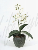 Phalaenopsis mini crème (4|doos)  burobloemen
