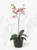 Foto van Phalaenopsis mini roze (4|doos) via burobloemen