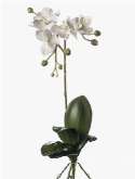 Phalaenopsis mini wit (4|doos)  burobloemen