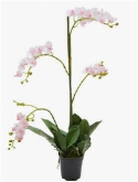 Foto van Phalaenopsis mini pink (in pot) via burobloemen