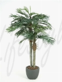 Phoenix palm 2-stam  burobloemen