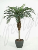 Phoenix palm stam  burobloemen