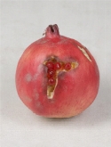 Foto van Pomegranate rood speciaal (6|doos) via burobloemen