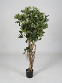 Schefflera arboricola  burobloemen