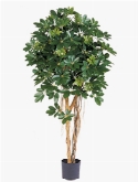 Schefflera arboricola stam  burobloemen
