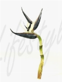 Strelitzia paars-crème (4|doos)  burobloemen
