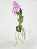 Foto van Vanda orchid hang basket paars via burobloemen