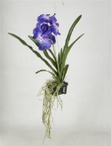 Foto van Vanda orchid hang basket blauw via burobloemen