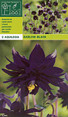 Akelei barlow black per 2  burobloemen