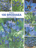 Foto van Brodiaea triteleia koningin fabiola per 100 via burobloemen