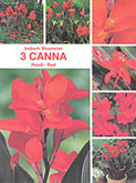 Foto van Canna bruinbladig rood per 3 via burobloemen