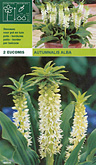 Eucomis autumnalis alba per 2  burobloemen