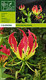 Gloriosa rothschildiana per 1  burobloemen