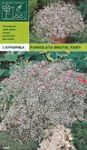 Gypsophyla paniculata bristol fairy per 1  burobloemen