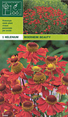 Helenium moerheim beauty per 1  burobloemen