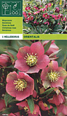 Helleborus orientalis per 1  burobloemen