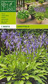 Hosta lancyfolia per 1  burobloemen