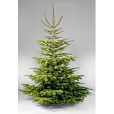 Kerstboom nordmann naturel 150cm met alleen licht  burobloemen