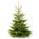 Nordmann kerstboom naturel 175cm met standaard  burobloemen