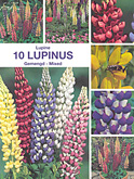 Lupinus gemengd per 10  burobloemen