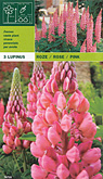 Lupinus roze per 3  burobloemen