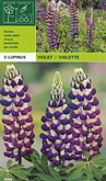 Lupinus violet per 3  burobloemen