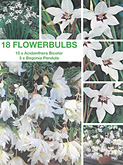 Mixpakket a 15x acidanthera 6-8 en 3x begonia 4-5  burobloemen