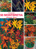 Montbretia gemengd per 50  burobloemen