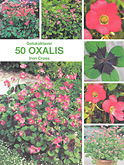 Oxalis iron cross per 50  burobloemen