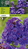 Phlox blauw per 1  burobloemen