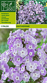 Phlox katherineper 1  burobloemen