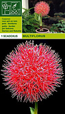 Scadoxus multiflorus per 1  burobloemen