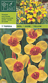 Tigridia geel per 7  burobloemen