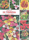 Tigridia gemengd per 25  burobloemen