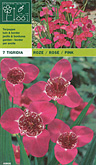 Tigridia roze per 7  burobloemen
