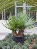 Foto van Yucca elephantipes vertakt (90-100) 90 cm via burobloemen